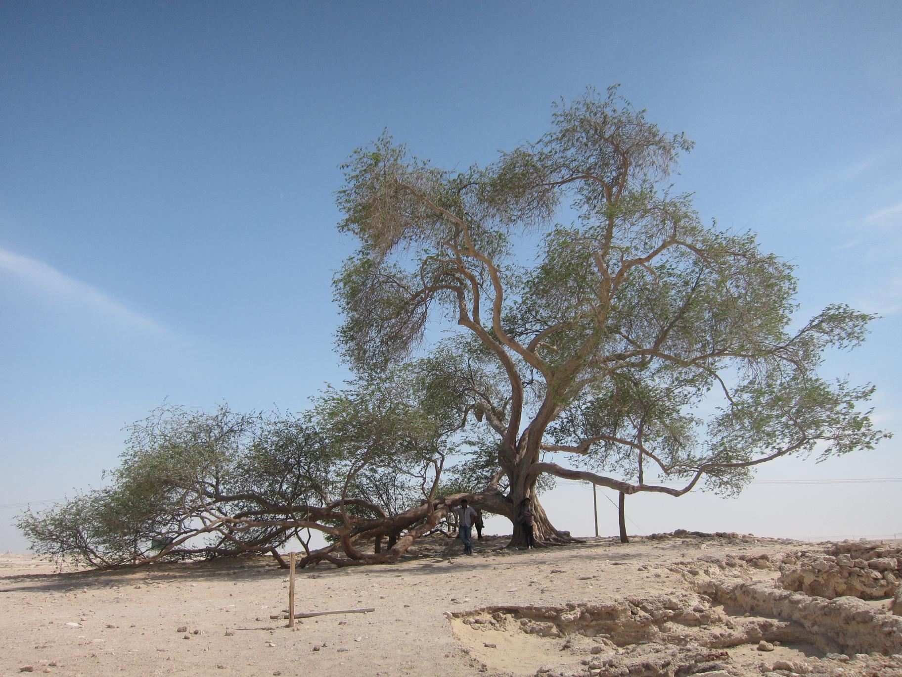 شجرة الحياة