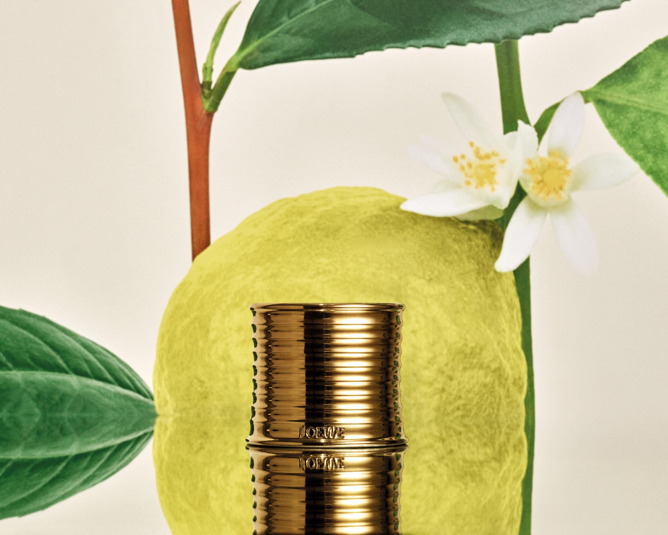 شمعة LOEWE Earl Grey