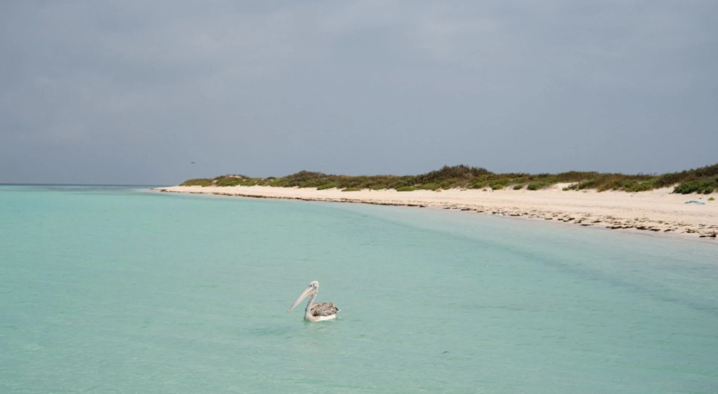 شواطئ جزر فرسان الخلابة.. بقعة اسثتنائية من أرض المملكة