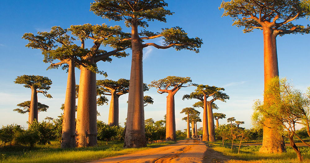 طريق الباوباب (Avenue of the Baobabs)
