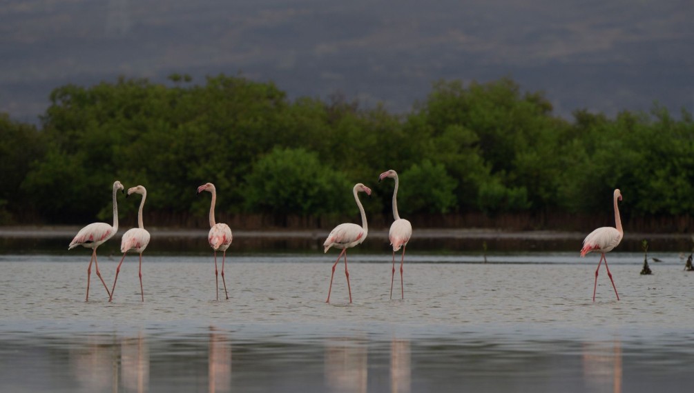 طيور الفلامنجو تزيد من روعة تجربة زيارة جزر فرسان 