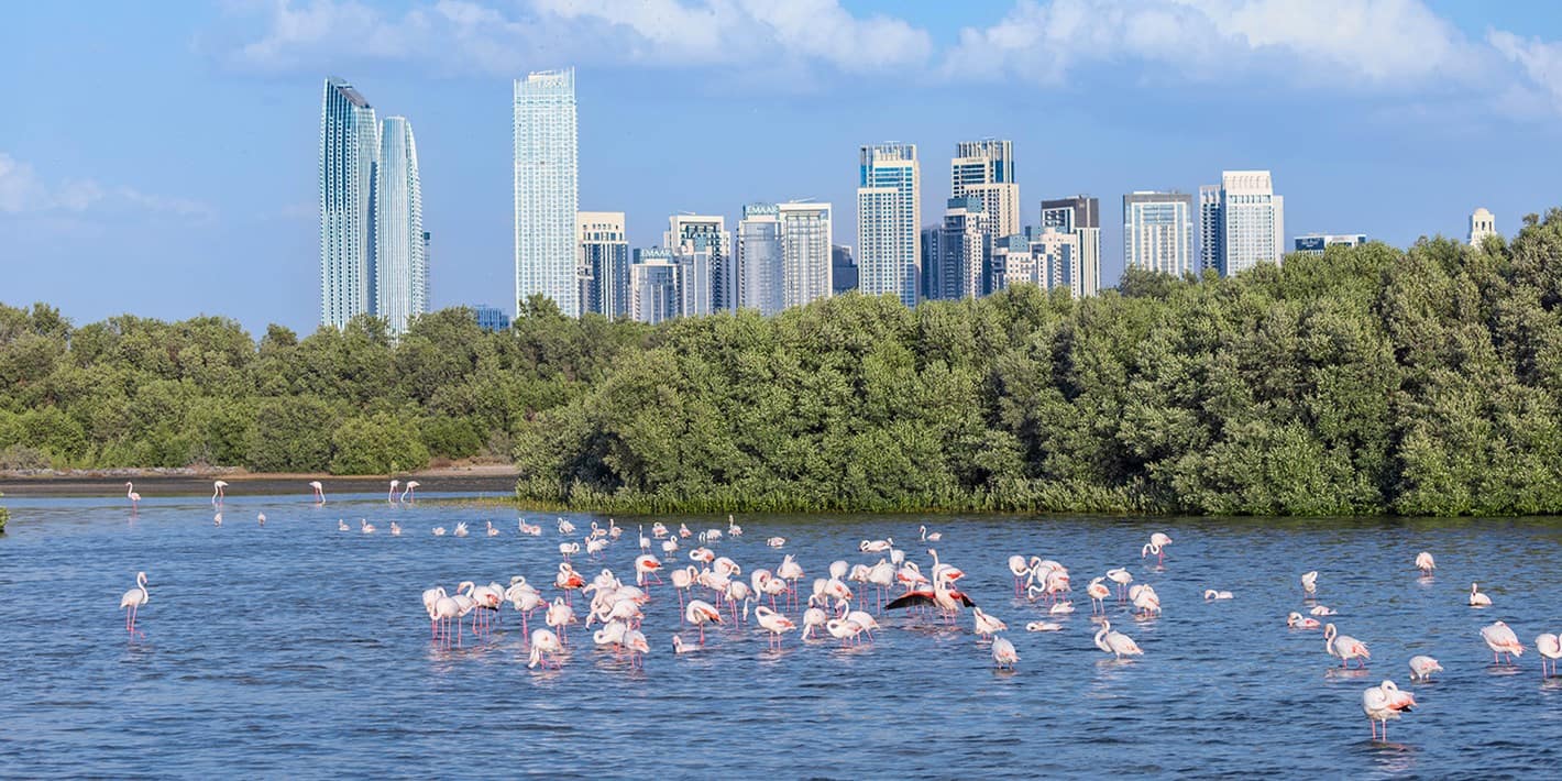 طيور الفلامنجو تزين خور دبي بجمالها الفاتن