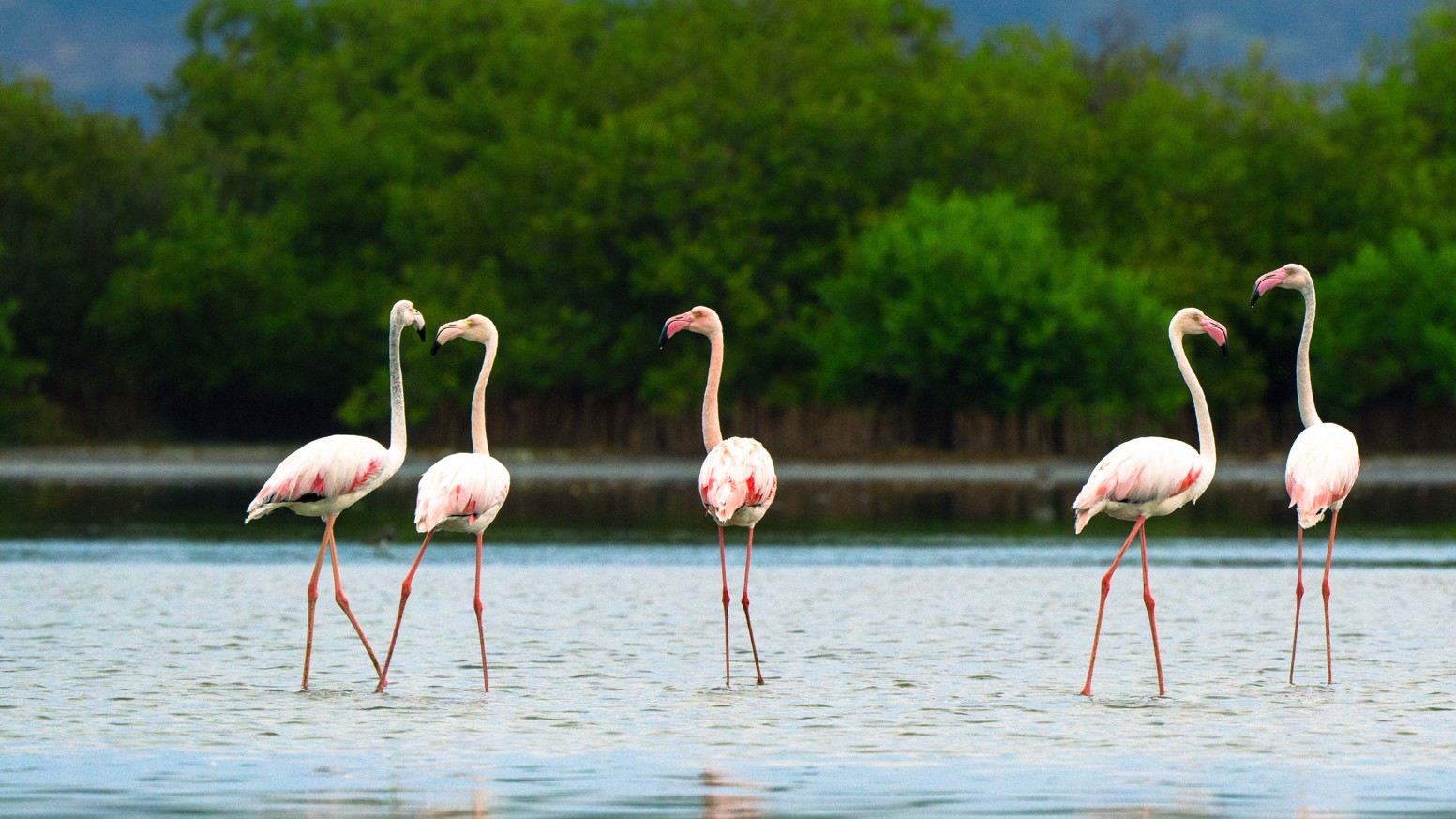طيور الفلامنجو في لقطة ساحرة من محمية جزر فرسان 