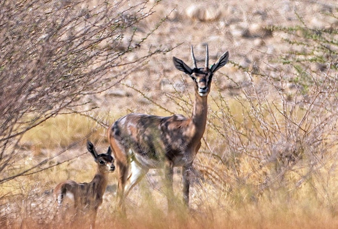 ظباء الإدمي في لقطة نادرة من محمية الوعول 