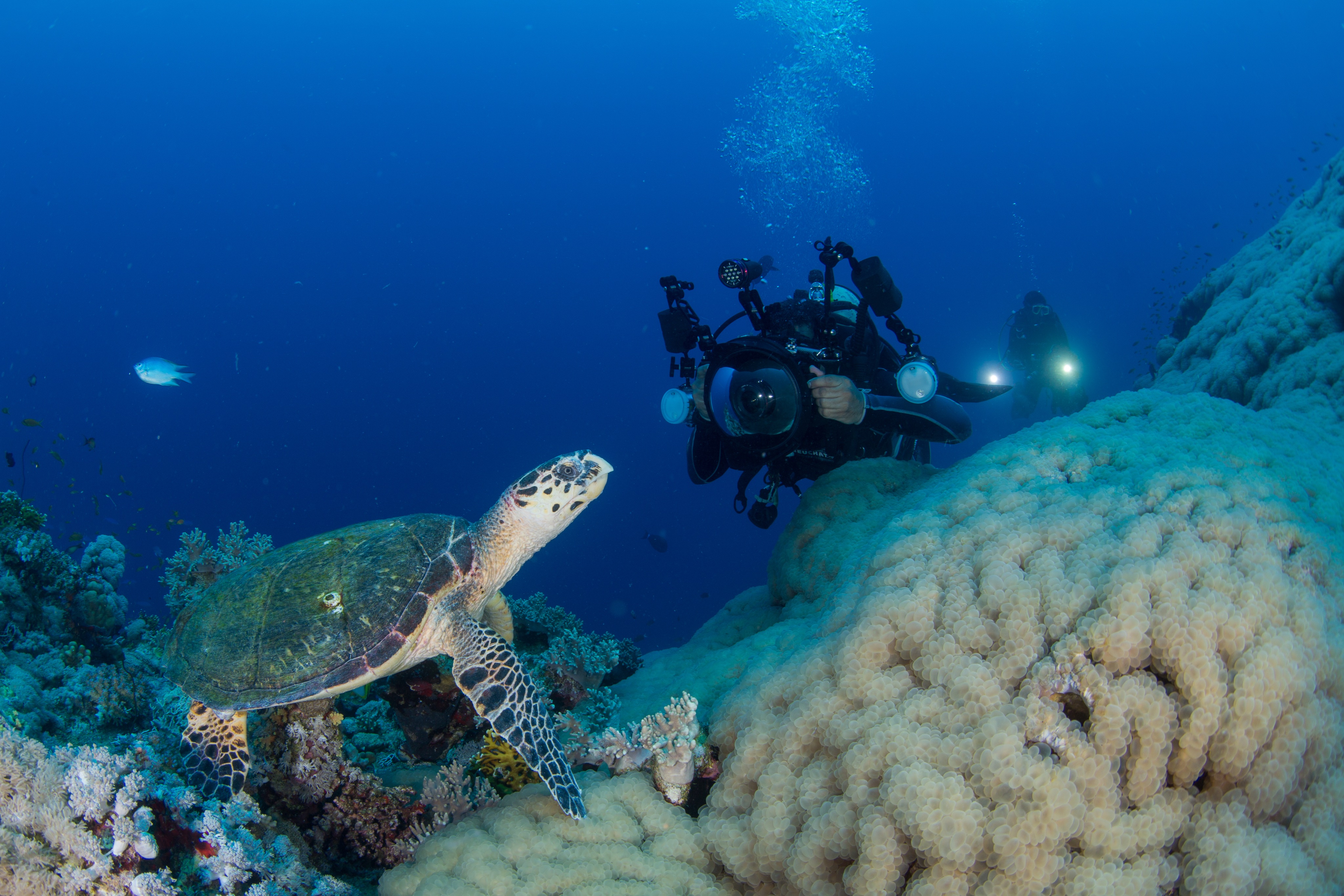 عِش لحظاتك الخاصة ومارس الغطس والغوص في أملج