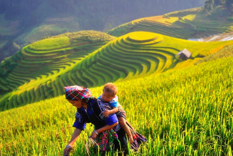 ما هي أشهر العادات والآداب المحلية في فيتنام؟