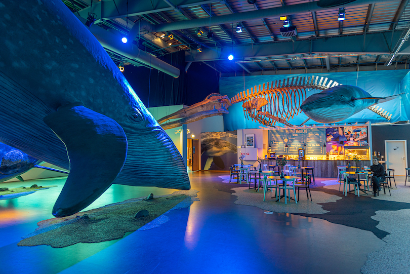 متحف حيتان أيسلندا Whales of Iceland Museum