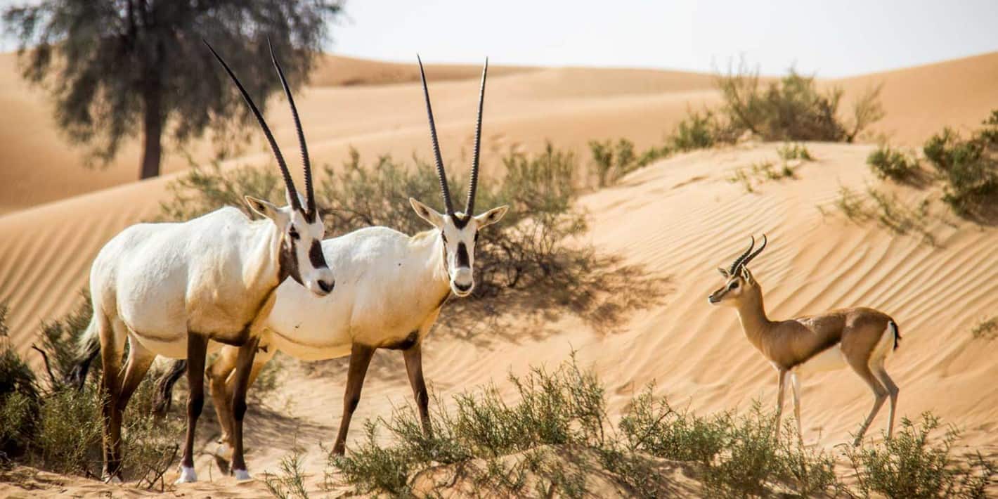 متعة المغامرة والتخييم في محمية دبي الصحراوية