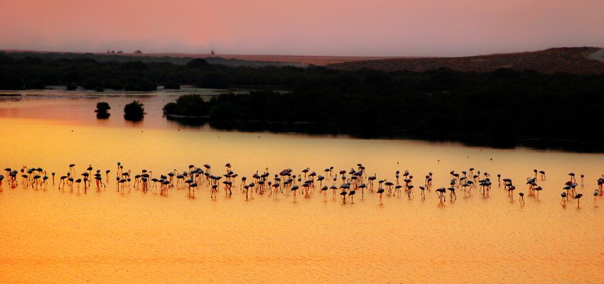 الزوراء… غابات القرم وموطن الطيور
