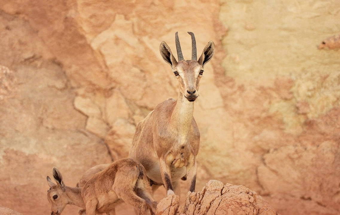 محمية الوعول تدهشك بتفاصيلها الخلابة 