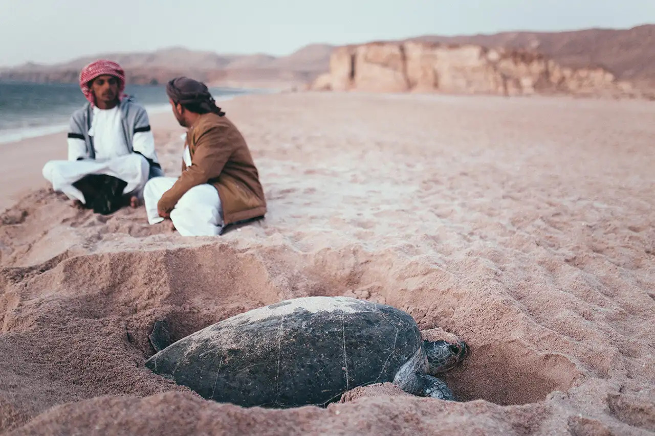 محمية رأس الجنز للسلاحف