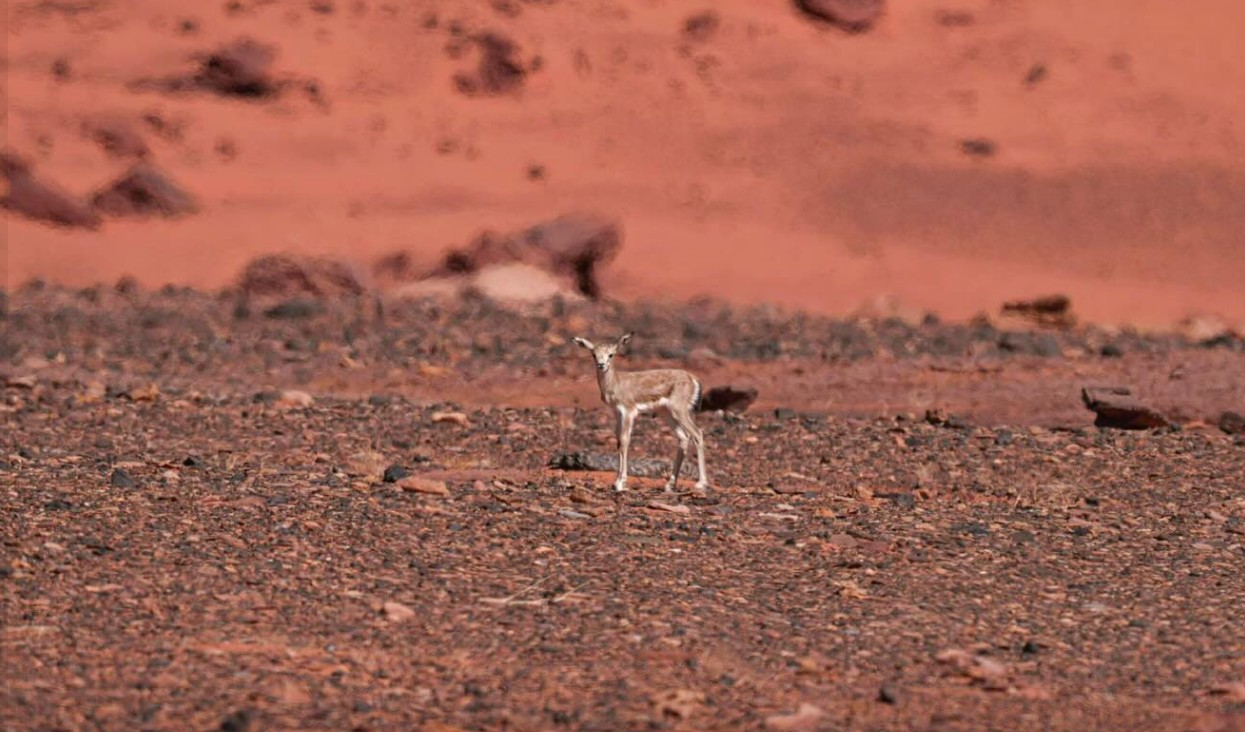 مولود حديث لغزال الريم يخطو أولى خطواته في محمية الملك سلمان بن عبد العزيز الملكية