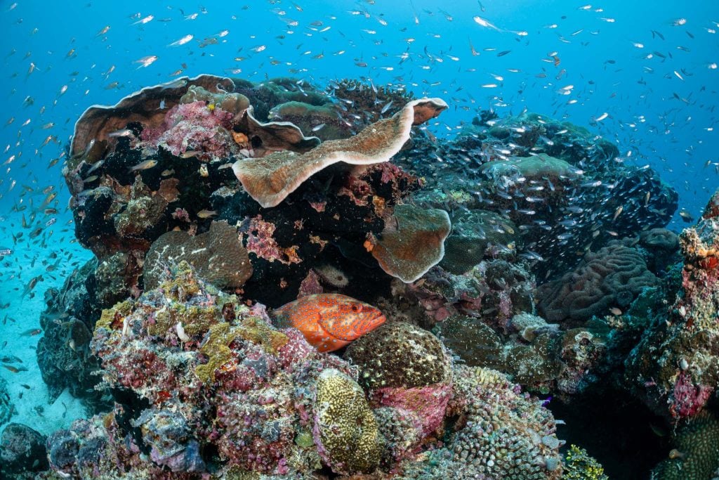 ميكرونيزيا Micronesia، المحيط الهادئ