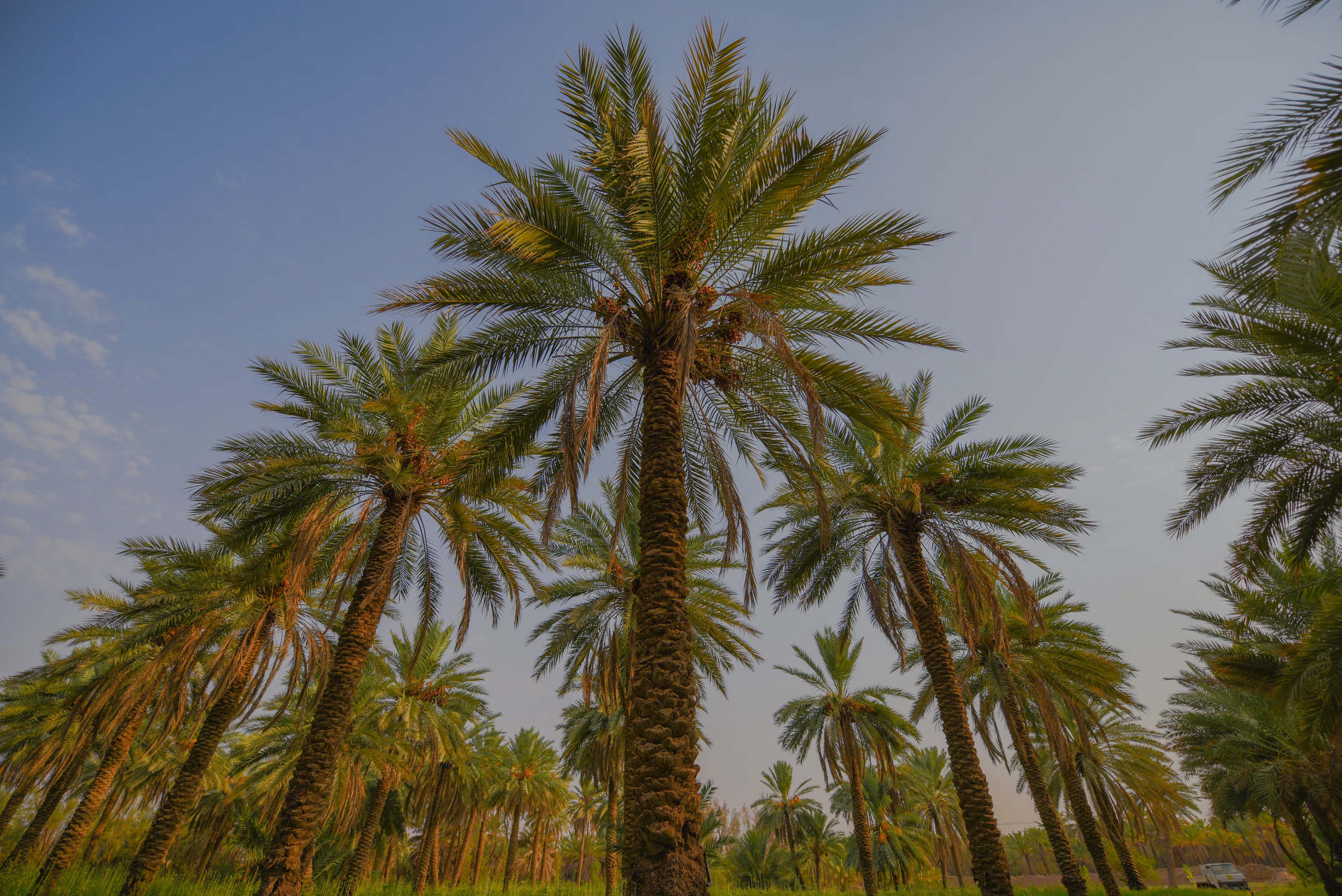سحر خاص لصوت النخيل وسعفه الأصيل 