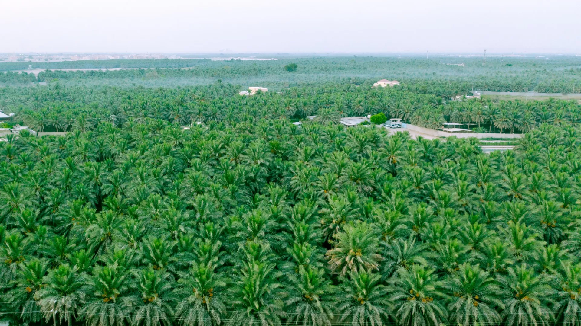 الأحساء… الواحة كمساحة للشفاء واستعادة الذات