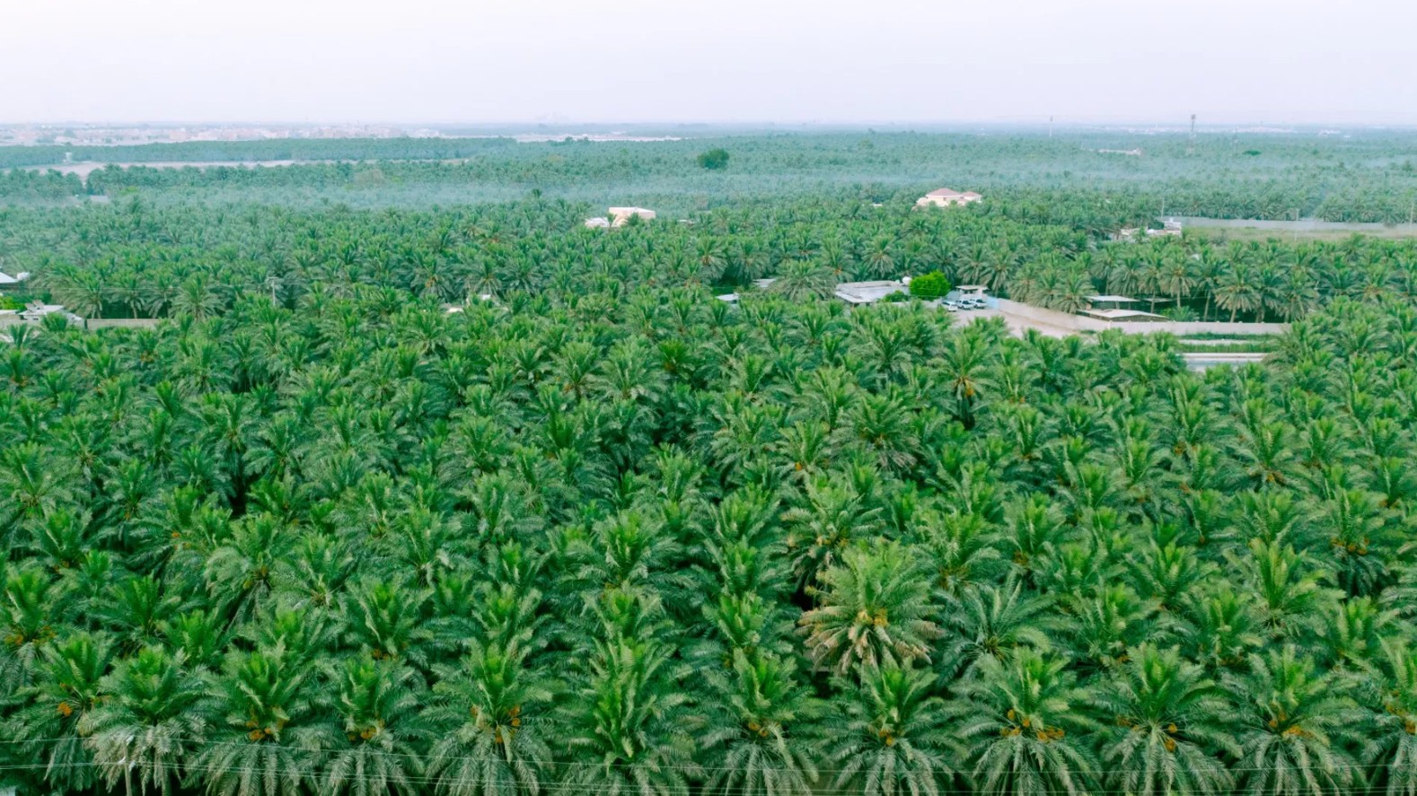 واحة الأحساء الساحرة حيث السكون والطمأنينة والعودة للزمن الجميل 