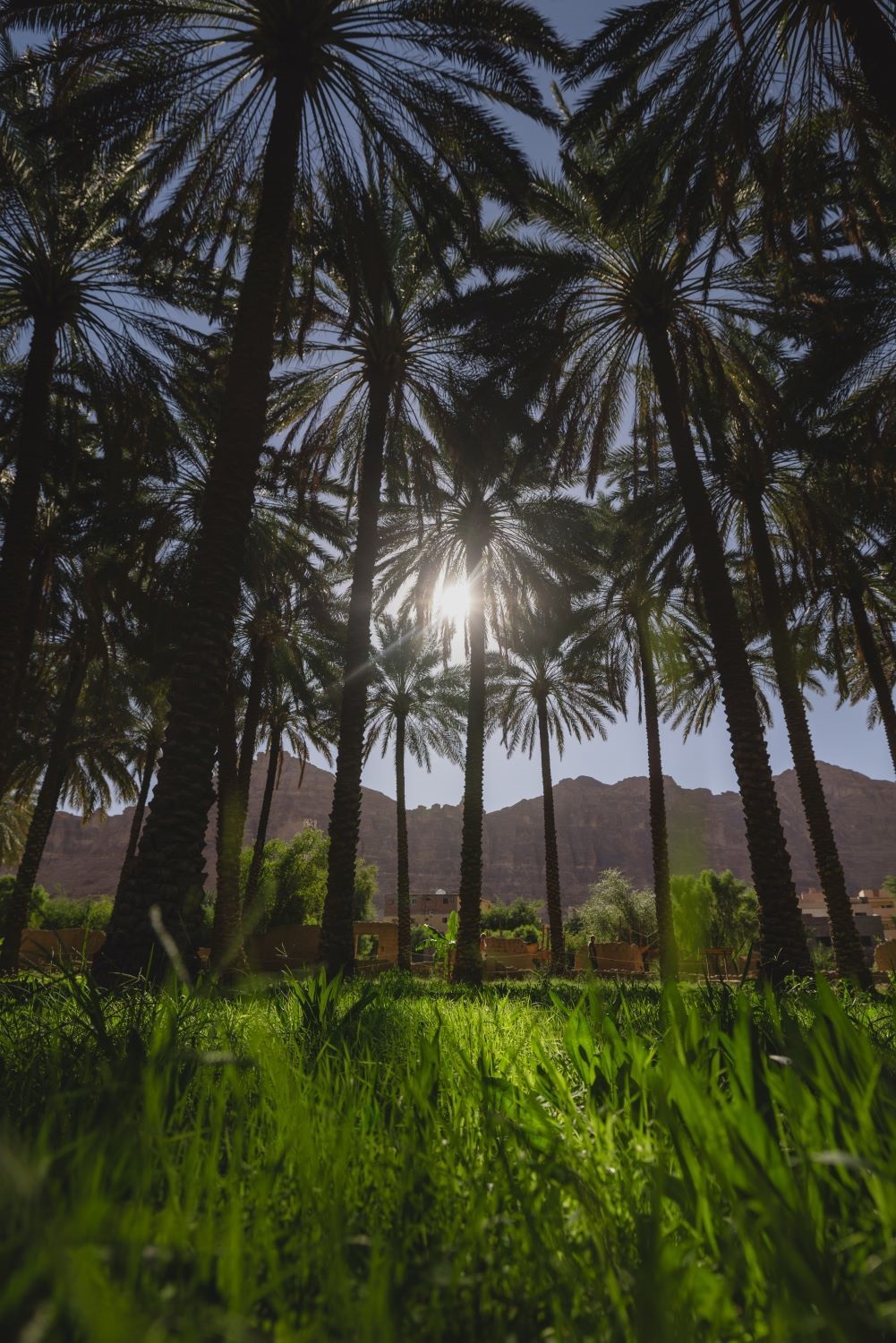 واحة العلا من الهيئة الملكية لمحافظة العلا