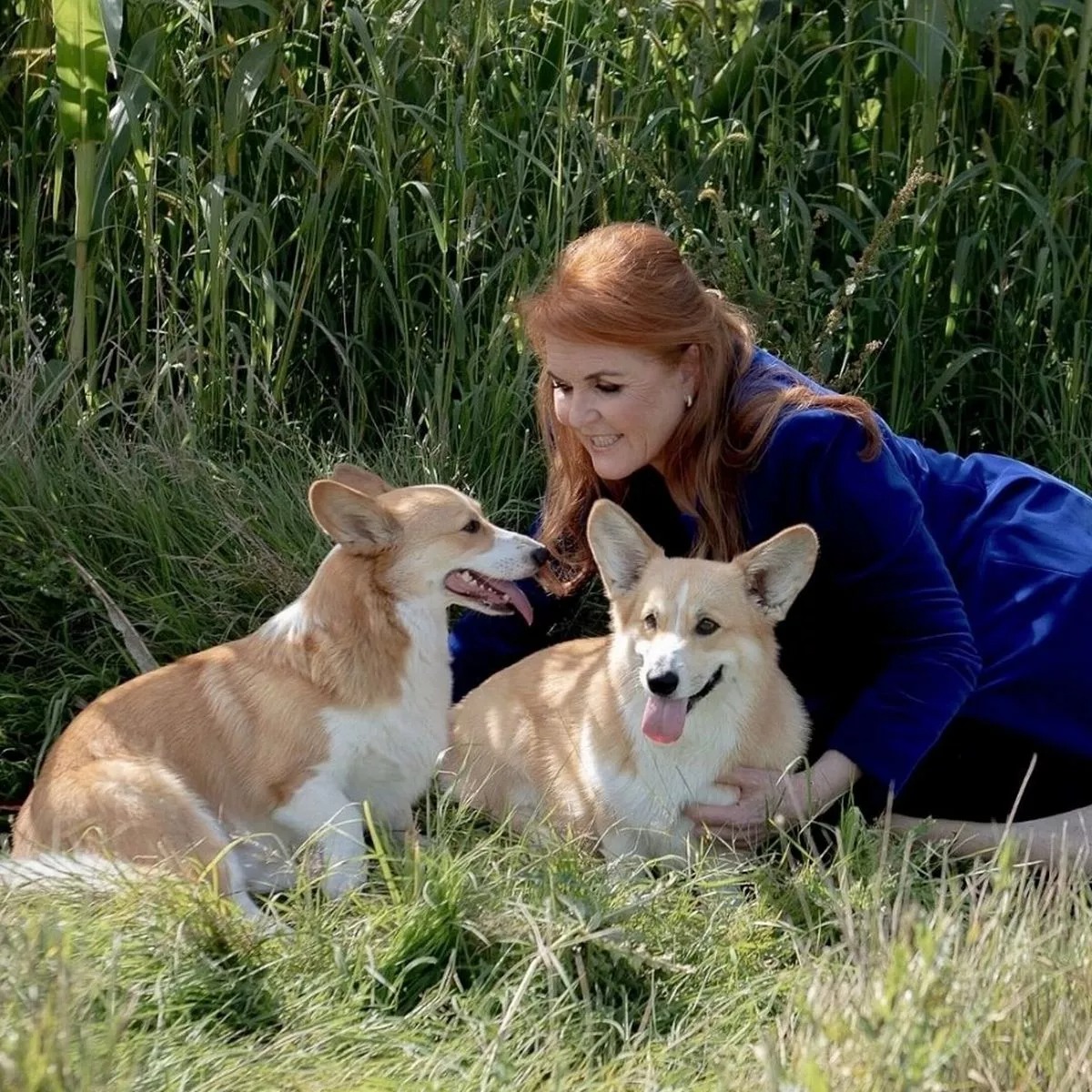 الغموض يكتنف مصير كلاب الملكة بعد طرد سارة وأندرو