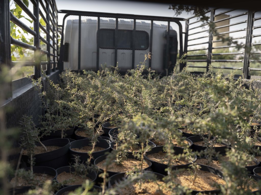 العُلا تزرع مليون نبتة محلية تعزّز من خلالها الاستدامة وتعيد إحياء الطبيعة