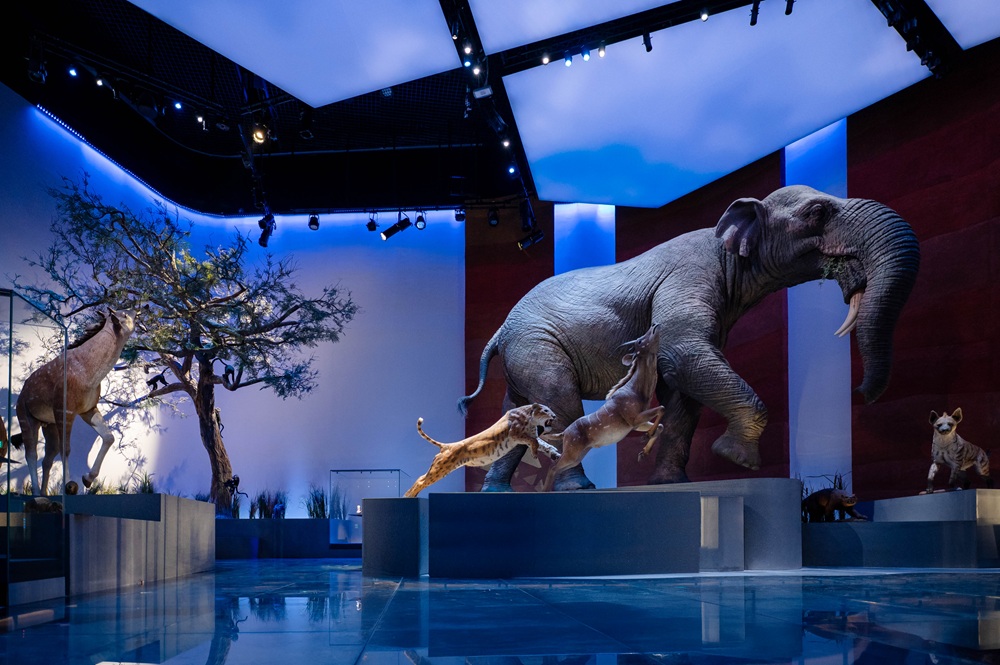 مناخ شبه الجزيرة العربية في قاعة 1B: العالم المتطور – حقبة السينوزوي (حقبة الحياة الحديثة).   نشهد فيه صعود الثدييات، وتطوّر الأنواع التي نجت عبر العصور، وتغيّر تضاريس الأرض، مع إضاءة خاصة على أبوظبي قبل 7 ملايين عام. 