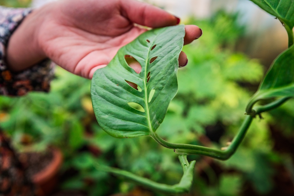  KSA Vision & Expo 2030