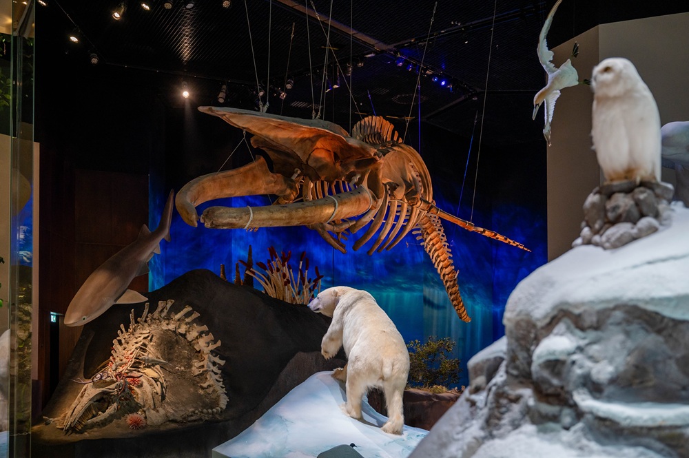 هيكل الحوت الأزرق (Balaenoptera musculus)  هيكل لأنثى حوت أزرق يبلغ طوله 25 متراً، ويتكوّن من 189 عظمة.