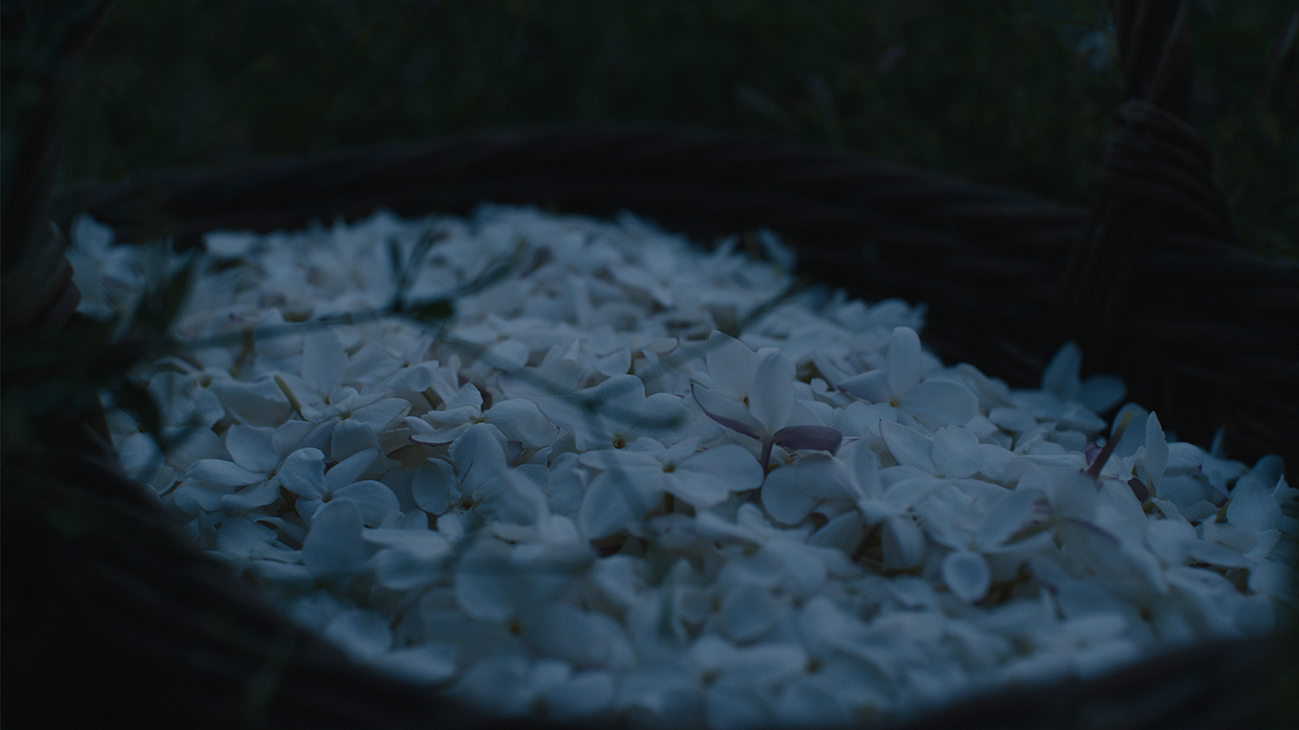وهج الياسمين JASMINE AT DUSK