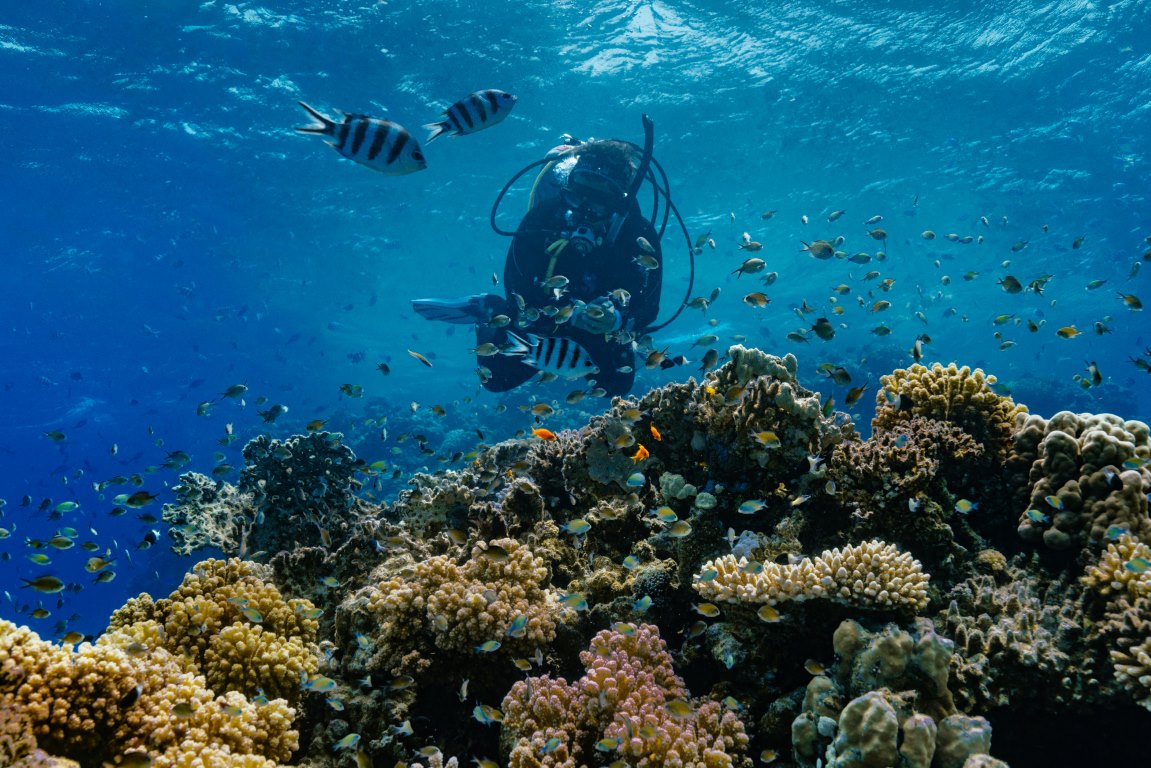 وجهة "البحر الأحمر": تعلّم متجدد بين الكنوز البحرية والصحراوية