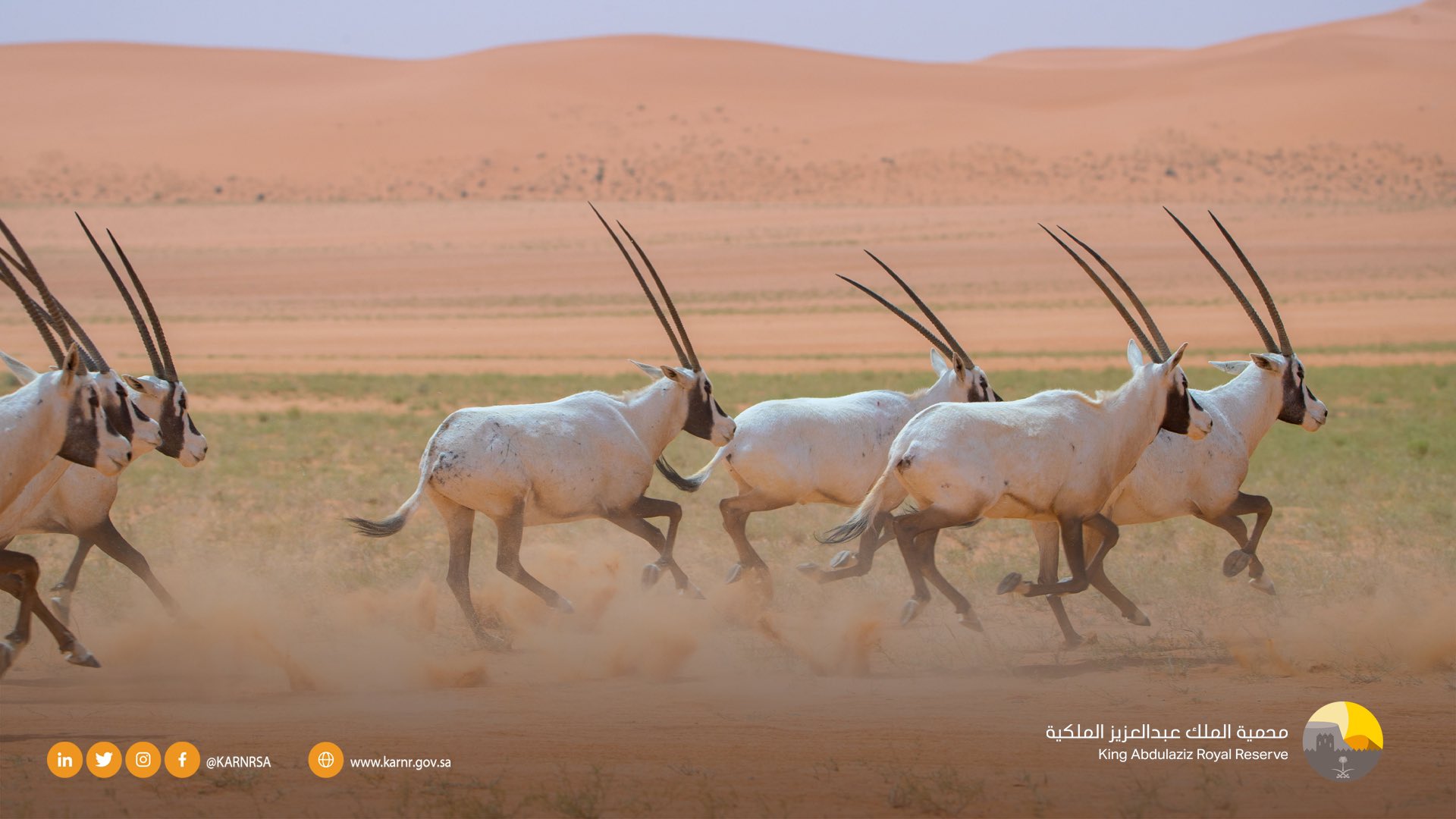 - المصدر محمية الملك عبدالعزيز الملكية