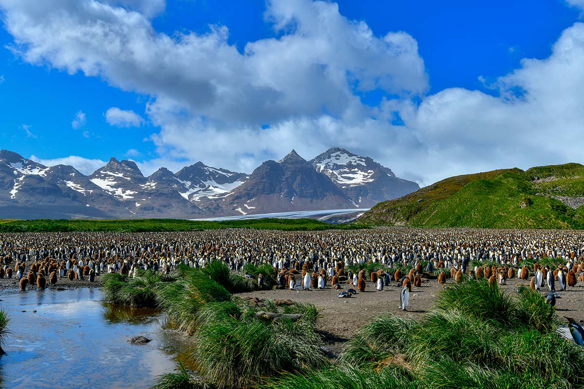 جزر فوكلاند