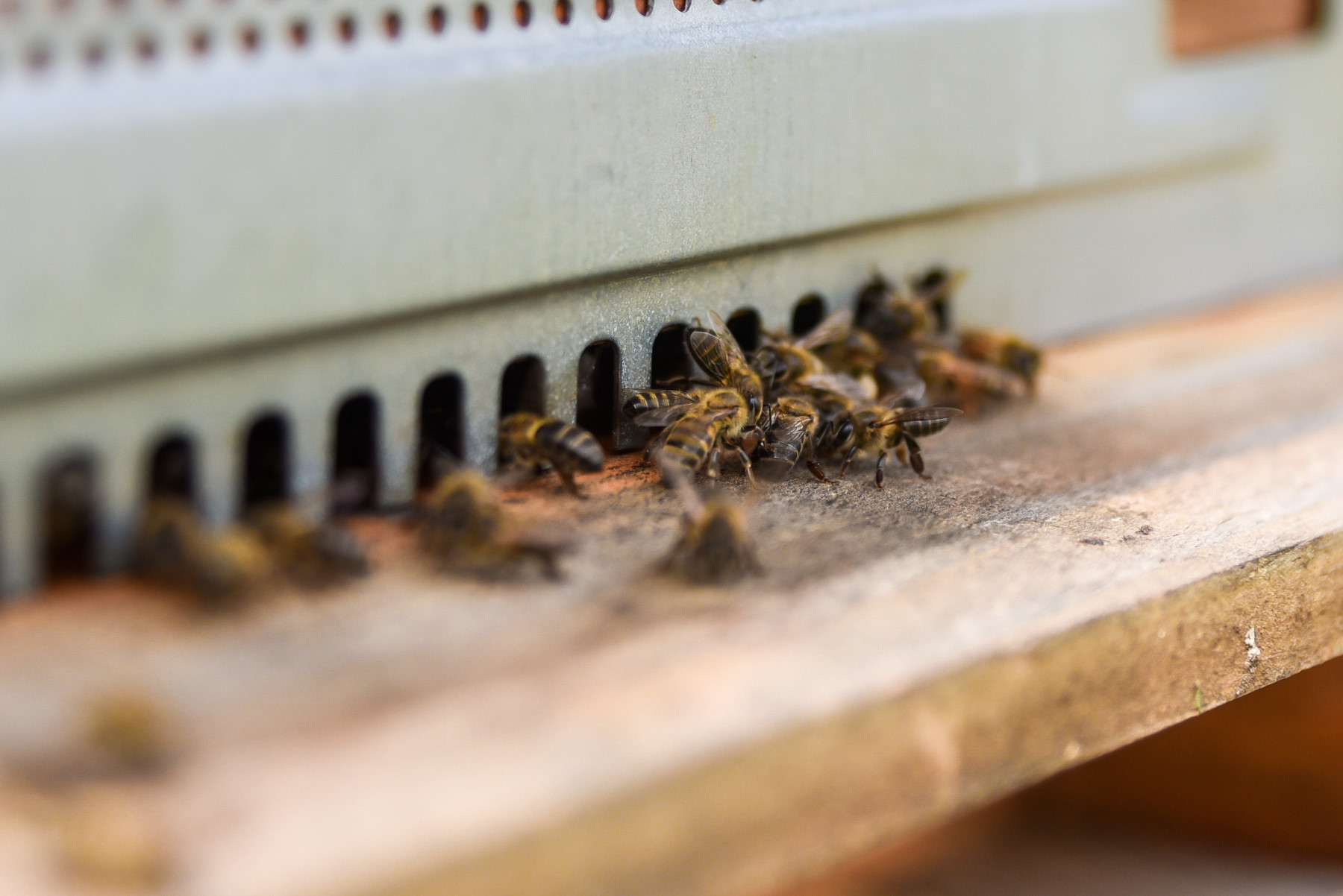 من تجربة فاخرة إلى إرث بيئي: شانغريلا لو تويسروك يتحوّل إلى أكبر محمية نحل فندقية في موريشيوس