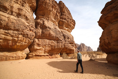 العُلا تزرع مليون نبتة محلية تعزّز من خلالها الاستدامة وتعيد إحياء الطبيعة