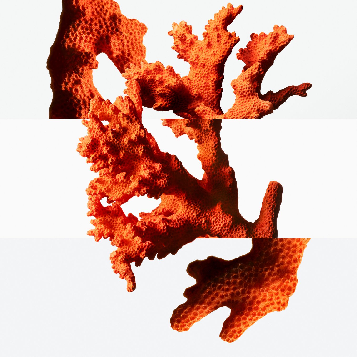 Un Jardin sous la mer - visuel corail © Jean-Marie Binet
