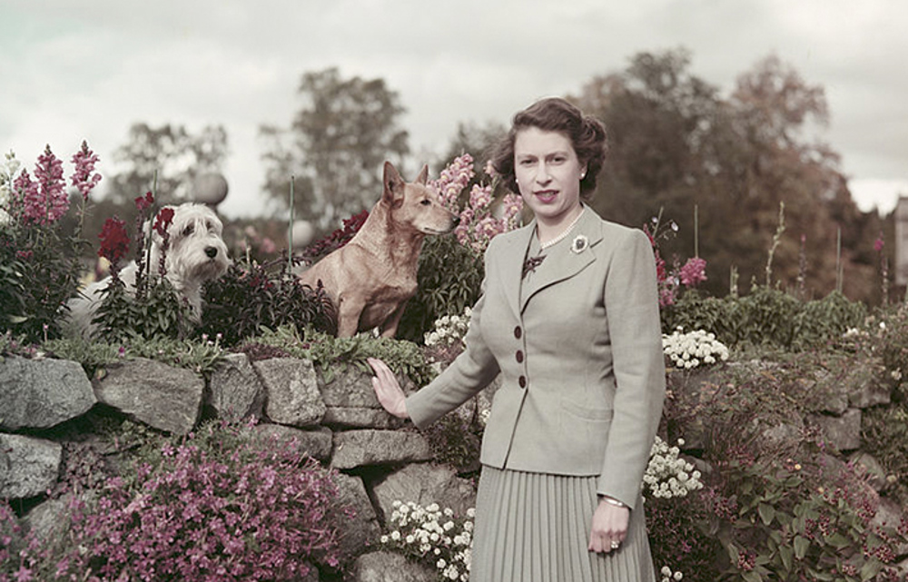 الغموض يكتنف مصير كلاب الملكة بعد طرد سارة وأندرو