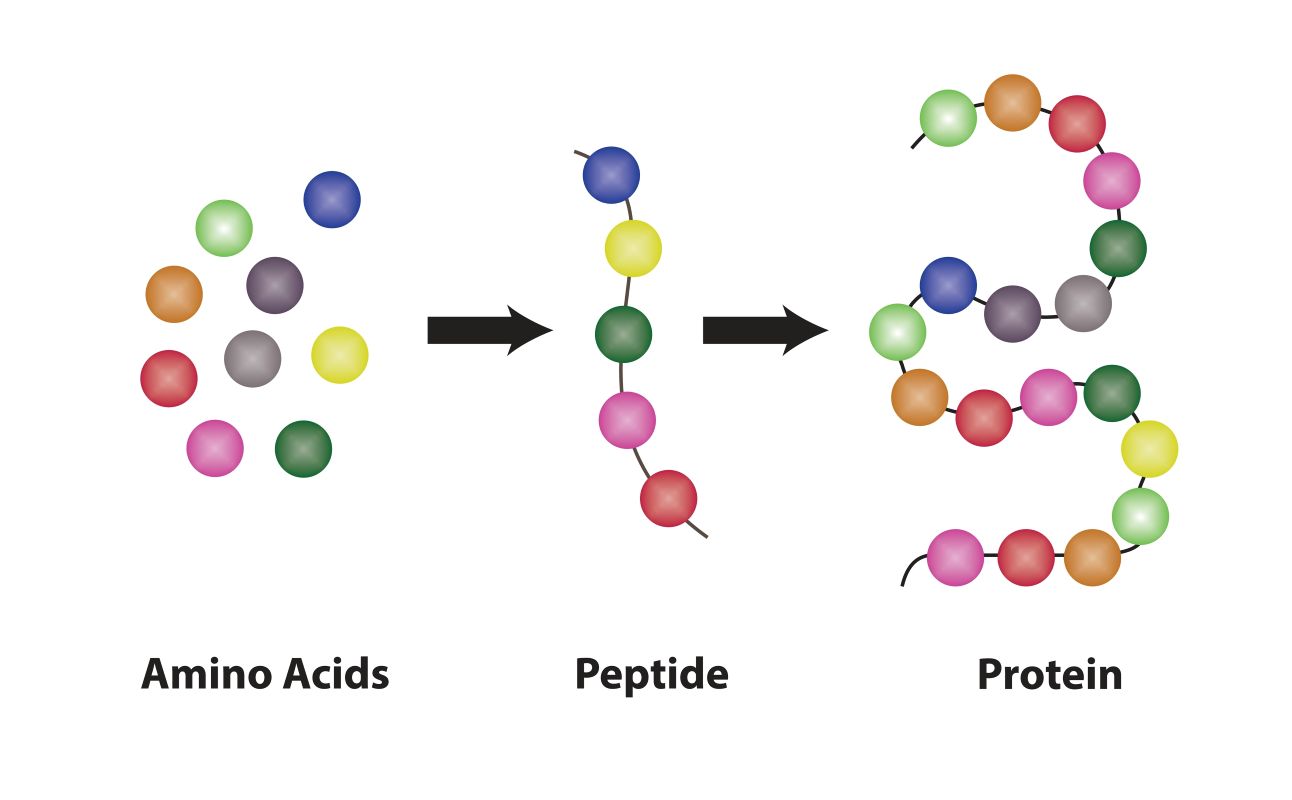 Peptides