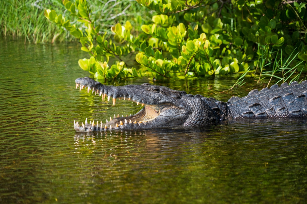 متنزه إيفرجليدز الوطني