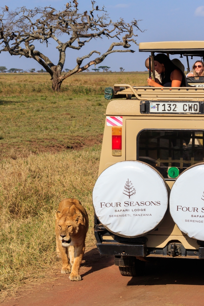 تجارب سفاري فاخرة في سيرينجيتي