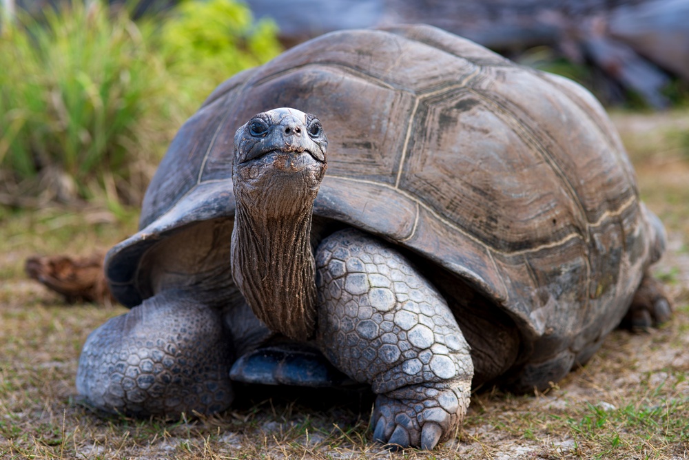 محمية فالي دي مي