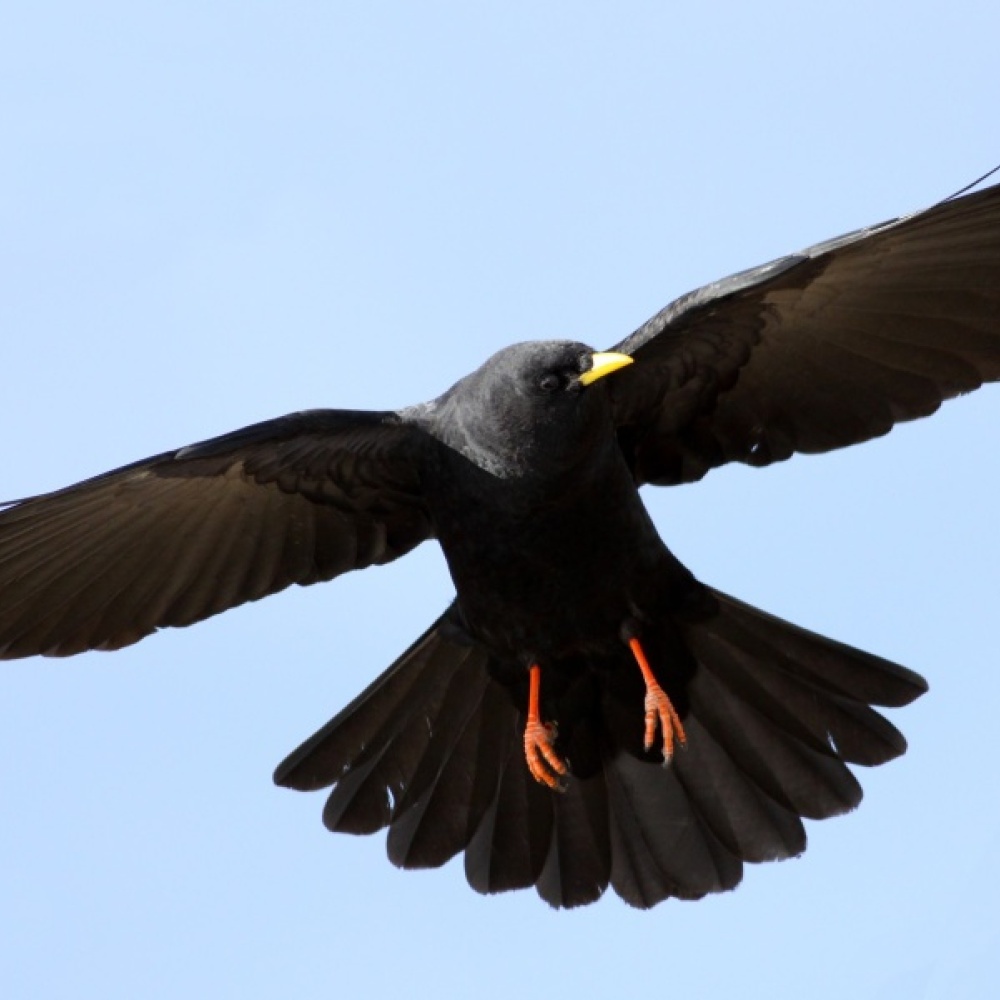 غراب يطارد رجل إماراتي لعام كامل