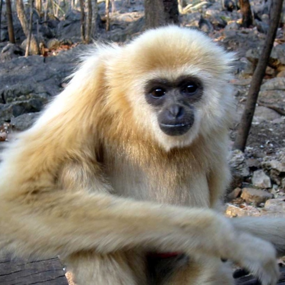 فيديو.. قرد مزعج يسرق دجاج المدينة المنورة