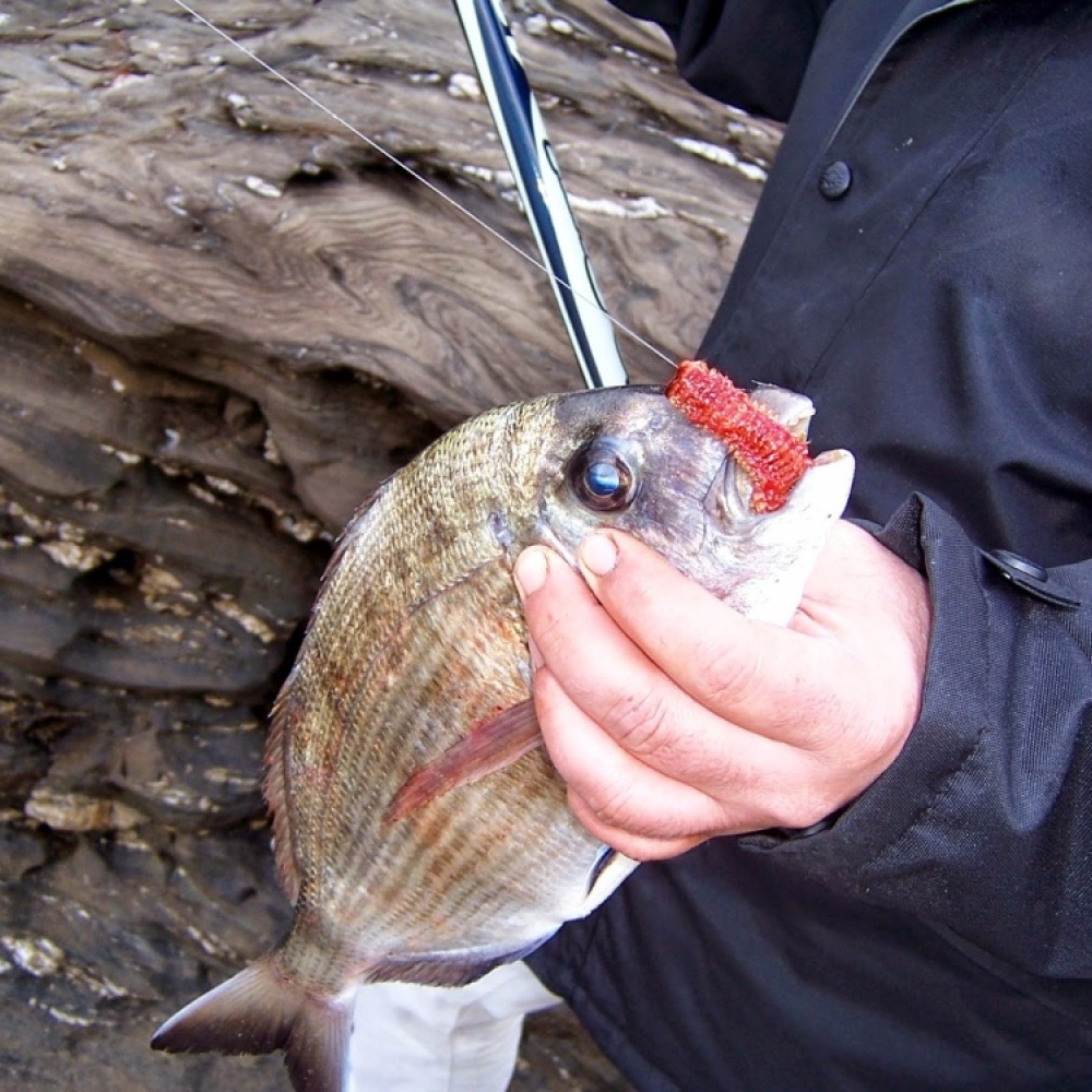 بالفيديو: التكنولوجيا تغير صيد السمك أيضاً! 