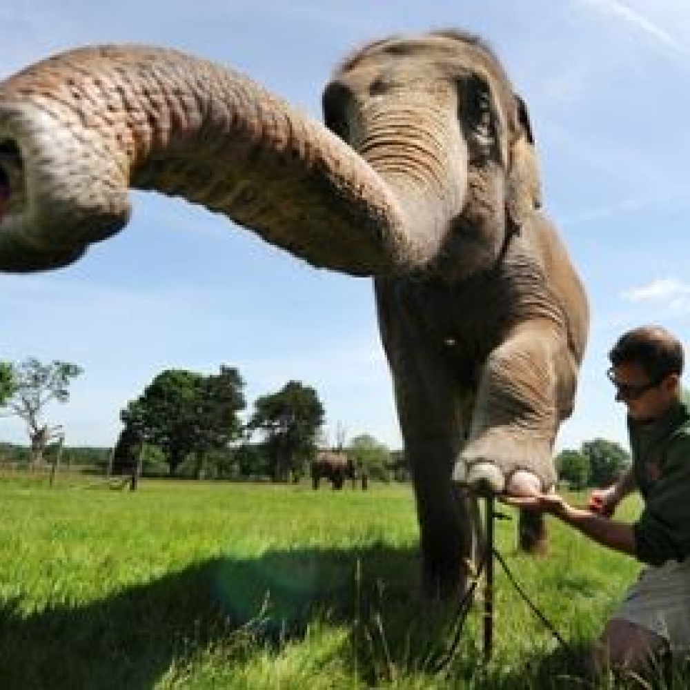 فيل يحصل على تقليم وبوديكير في حديقة Whipsnade للحيوانات !