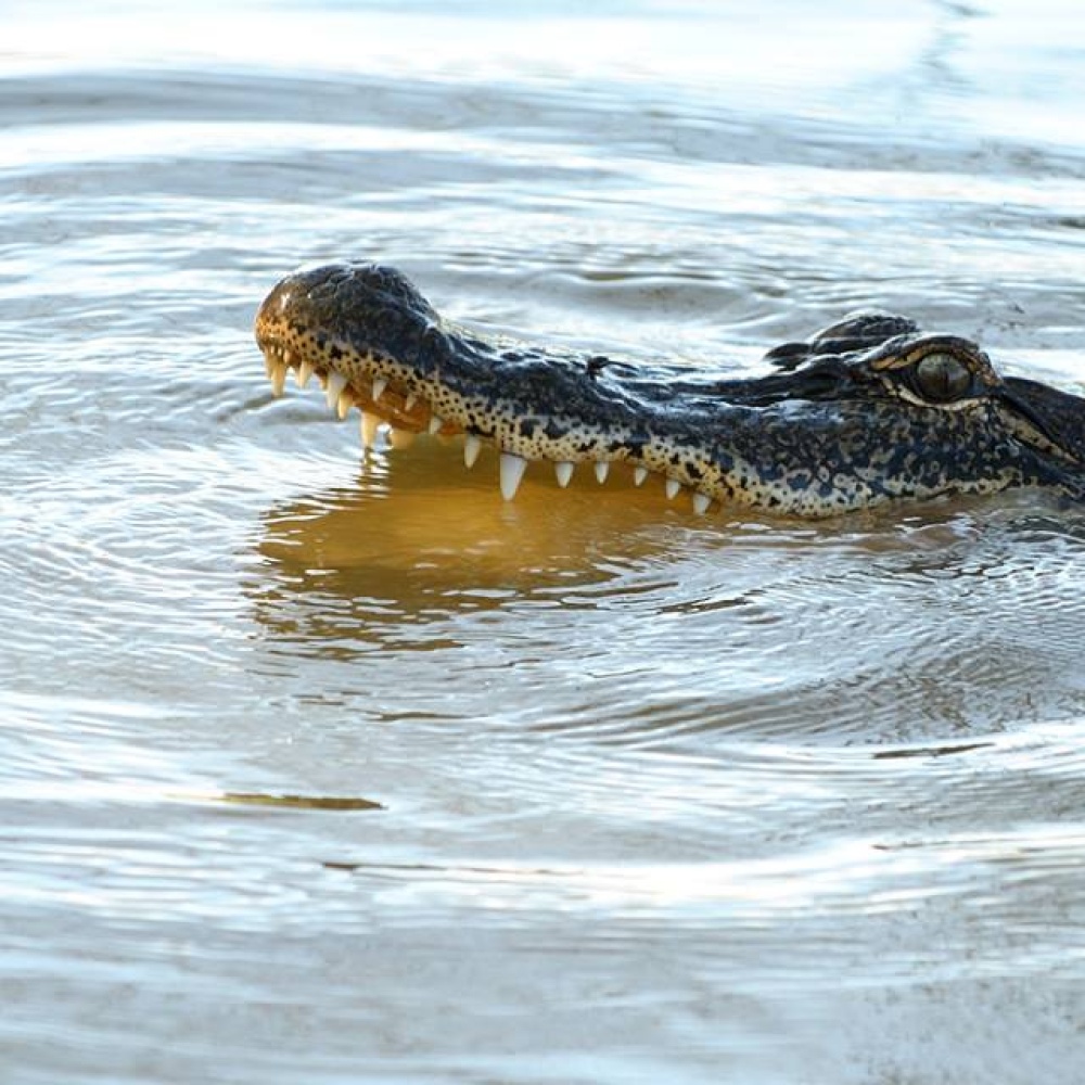 شاب يلقي بنفسه في بحيرة تماسيح