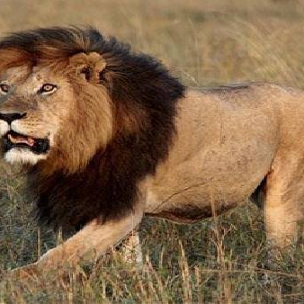 بالفيديو: أسد يهاجم طفلاً ومدرب سعودي ينجح في إنقاذه 