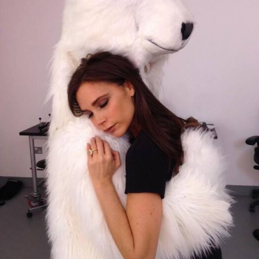 هل فقدت فيكتوريا بيكهام حنان زوجها لتحاول أخذه من هذا الدب؟