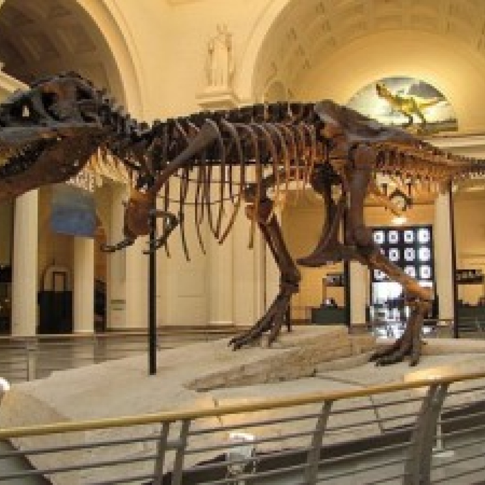 بيع هيكل ديناصور بمليون دولار 