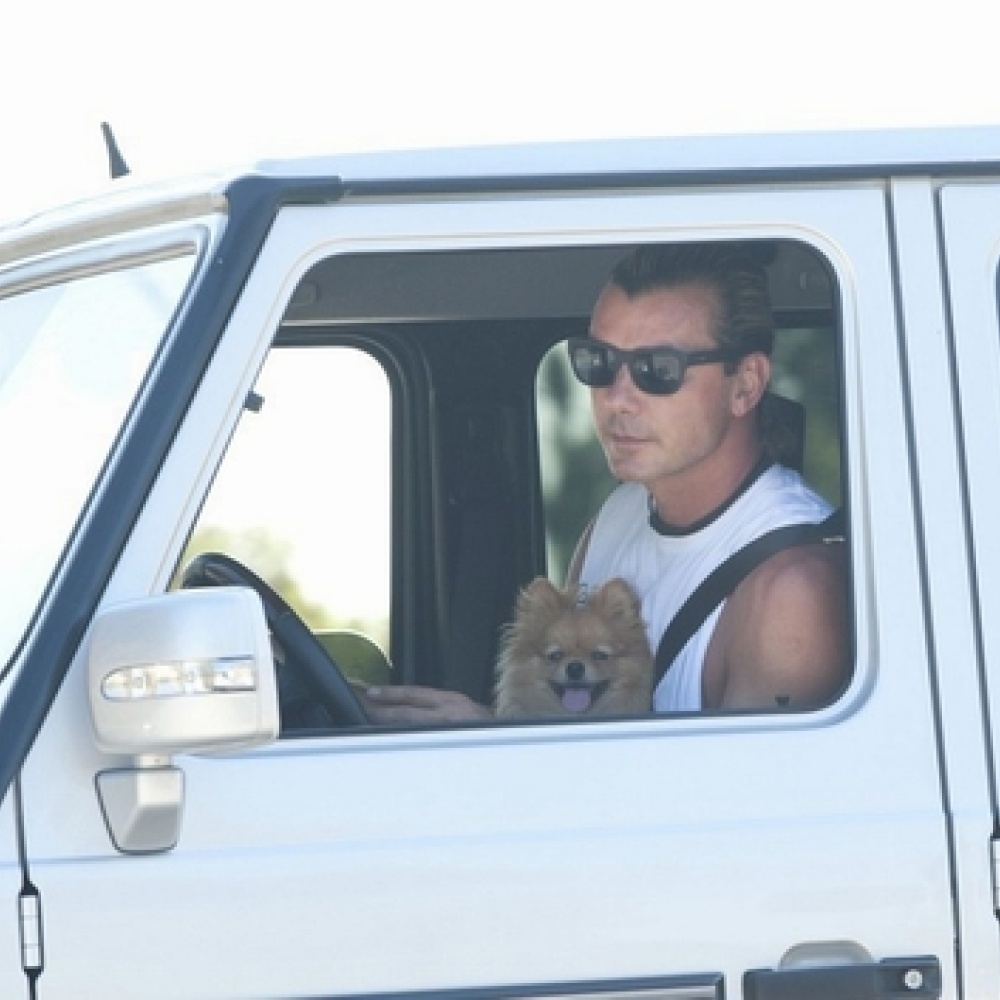 هل سيحصل نجم هوليوود Gavin Rossdale على مخالفة؟