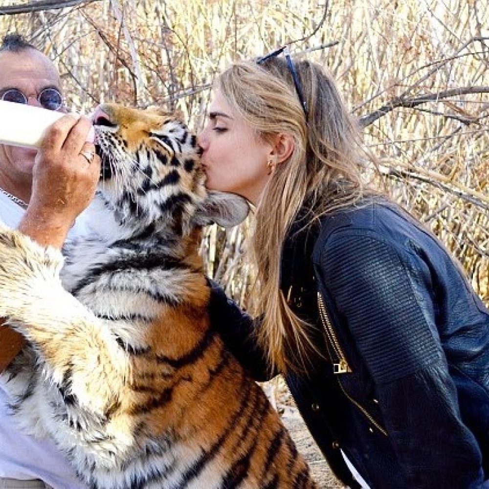 كارا ديليفين تقبّل نمراً رضيعاً خلال زيارتها مؤخراً حديقة الحيوان