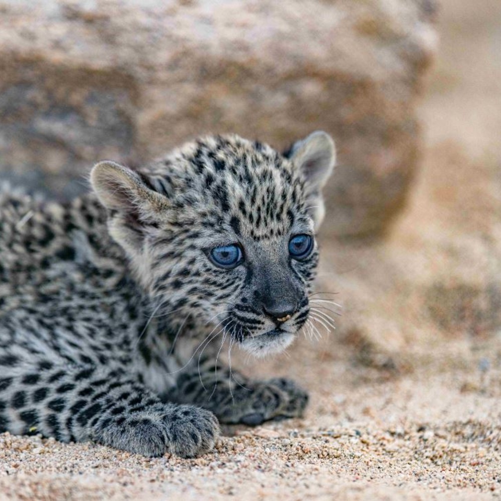 الهيئة الملكية لمحافظة العلا تعلن ولادة 7 من "صغار" النمر العربي