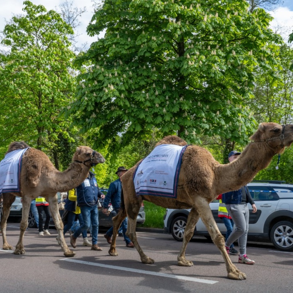 في عام الإبل.. مسيرة للإبل السعودية في شوارع باريس